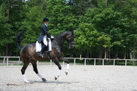 Ecurie de Dressage, poney club, cso, cce